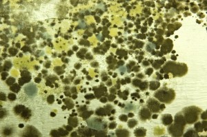 Is mold growing in your home?