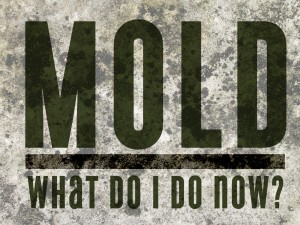 Mold: What do I do Now? Part 2