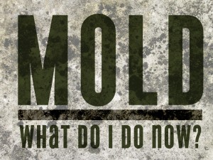 Mold: What do I do Now?