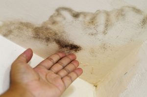 Prevent Mold by Eliminating Moisture