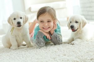 Pet Stains and Odor Removal