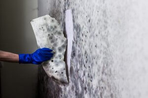 Mold in the wall