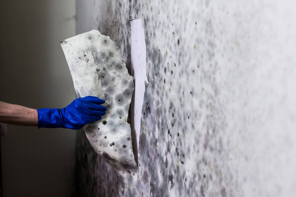 Post Mold Remediation Cleaning