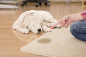 eliminate pet odor and stains with professional carpet cleaning