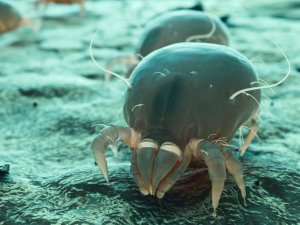 dust mites live in carpets