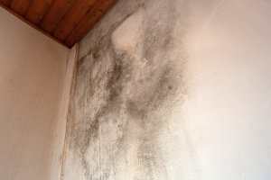 causes of mold