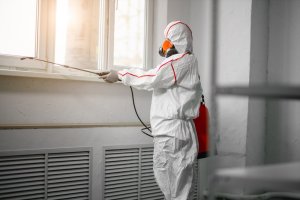 mold remediation professional