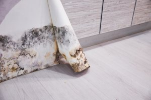 mold behind wallpaper