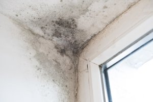 prevent mold