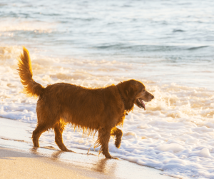 dog on beach - allergy-free